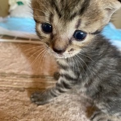 キジトラの子猫の里親さん募集します