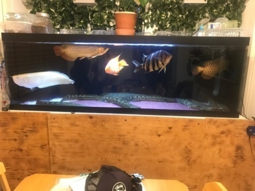 アロワナ