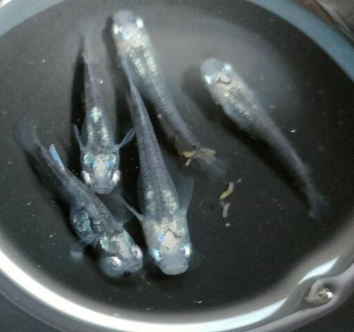 チャチャめだか直系極上】墨武1ペア（1匹おまけ） メダカ