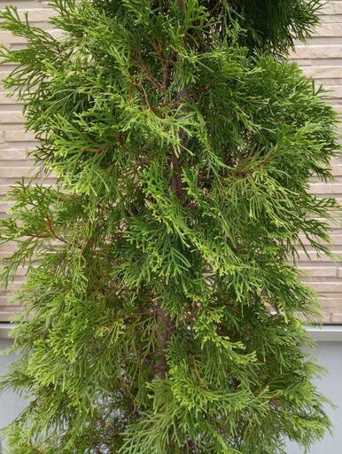 コニファーエメラルドグリーンクリスマスツリー てふ 菅野のその他の中古あげます 譲ります ジモティーで不用品の処分