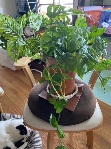 観葉植物 5 マドカズラとポトスの寄せ植え ぺー ぱー 札幌の生活雑貨の中古あげます 譲ります ジモティーで不用品の処分