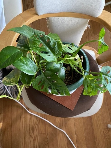 観葉植物 6 マドカズラとポトスの寄せ植え ぺー ぱー 札幌の家庭用品 ガーデニング の中古あげます 譲ります ジモティーで不用品の処分