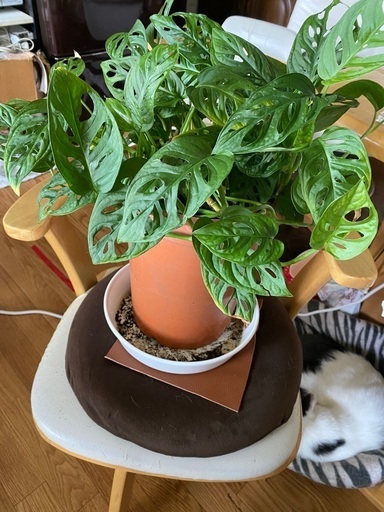 ご商談中 観葉植物 ７ ポトスとマドカズラの寄せ植え ぺー ぱー 札幌の家庭用品 ガーデニング の中古あげます 譲ります ジモティーで不用品の処分