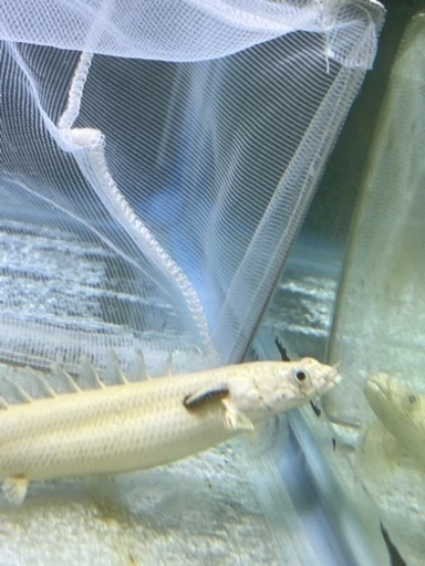 ポリプテルス　プラチナ　エンドリーケリー　古代魚