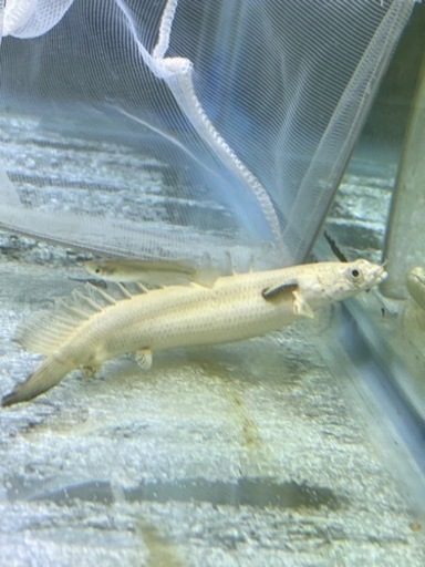 ポリプテルス　プラチナ　エンドリーケリー　古代魚