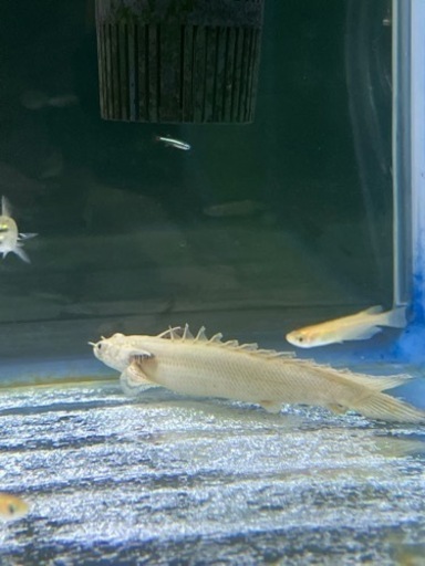 ポリプテルス　プラチナ　エンドリーケリー　古代魚