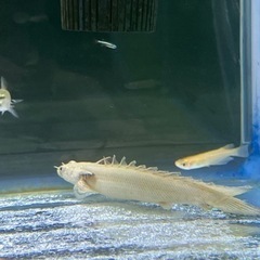ポリプテルス　プラチナ　エンドリーケリー　古代魚