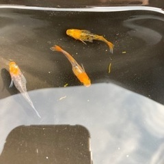 飛燕めだか幼魚〜若魚5匹