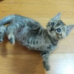 人馴れしています＊かわいいミアちゃん