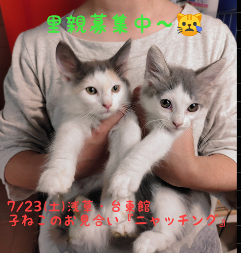 5 14生 サイベリアン 3姉妹 トライアウト猫 フェアリーたま 台東の猫の里親募集 ジモティー