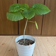 観葉植物　ウンベラータ　ミニサイズ50