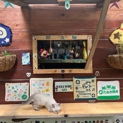 出張猫カフェの画像