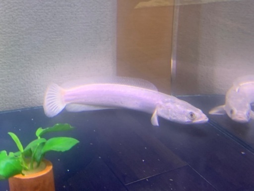 熱帯魚 カムルチー 値下げしました。
