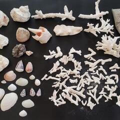 🐚貝殻🐚珊瑚🐚海の砂🐚