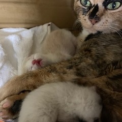 保護猫ちゃんが出産しましたー！予約受付です。母猫も - 猫