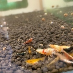 ギャラクシー#ビーシュリンプ#エビ - その他 