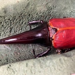 ヘラクレス C68メテオ CBF3 ♂単 未後食 完品