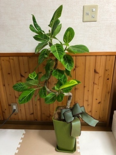 【値下げします】観葉植物