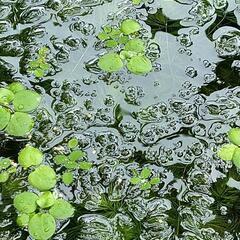 マツモ　水草