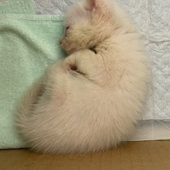 白猫　生後約3週間