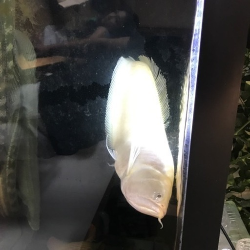 プラチナアルビノシルバーアロワナ