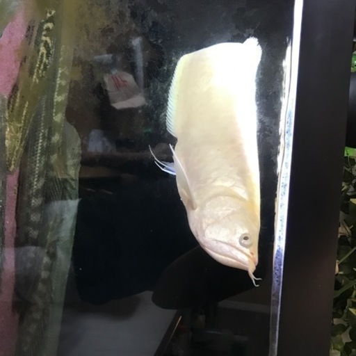プラチナアルビノシルバーアロワナ