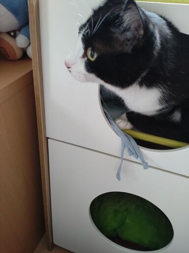 甘えん坊の成猫雄 プリン 三沢の猫の里親募集 ジモティー