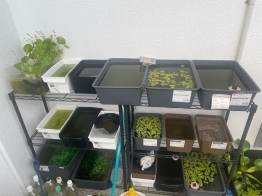 メダカ引退の為まとめて出品‼️（メダカの数が減ってしまったので、値下げ！）（現在取り引き検討中です）