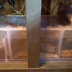 濾過槽(3層式) W800×D450×H300 オーバーフロー水槽用