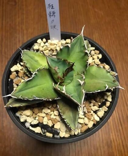 夕映巌流 ソーラーエクリプス