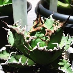 アガベ　チタノタ　　シーザー　【台湾輸入】