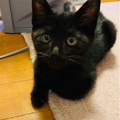【家族ができました】トコトコ可愛い黒猫❣️ - 北九州市