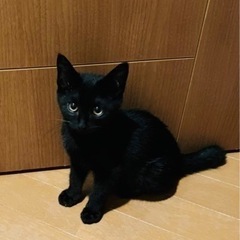 【家族ができました】トコトコ可愛い黒猫❣️の画像