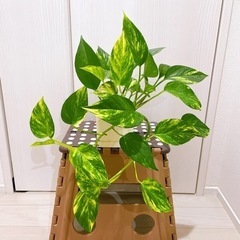 ポトス　斑入り　観葉植物