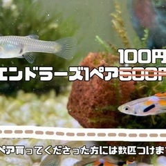 🐠【100円】エンドラーズ1ペア100円〜🐠