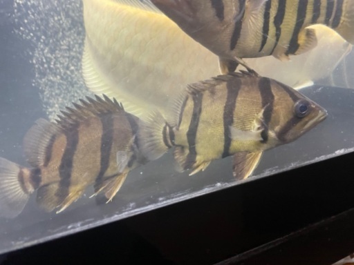 ダドニオ