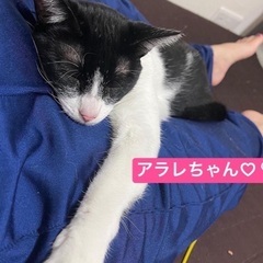 ニャニャ〜ンお話上手なアラレちゃん1歳