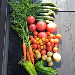 今朝の取立て野菜色々　我家の家庭菜園