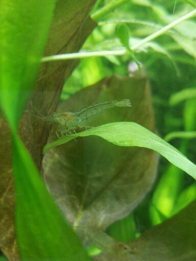 メダカの卵 水草 ヌマエビ系の小さなエビさしあげます 月見 分倍河原のその他の中古あげます 譲ります ジモティーで不用品の処分