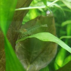 メダカの卵 水草 ヌマエビ系の小さなエビさしあげます 月見 分倍河原のその他の中古あげます 譲ります ジモティーで不用品の処分