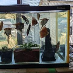 ディスカス　水槽整理ため今だけ値引き中。 ディスカス 水槽整理ため今だけ値引き中。