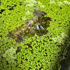 【ネット決済】幹之メダカ　若魚