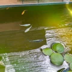 ミックスメダカの針子、稚魚