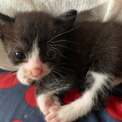 生後3週間くらい★離乳したばかりの子猫★白黒2匹きょうだい子猫 - 猫
