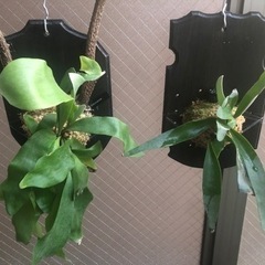 ビカクシダ　ベイチー　ビフルカツム　コウモリラン　観葉植物