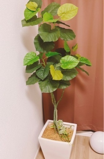 無料 お引き取り限定 大型人工観葉植物 Yuyu 八千代緑が丘のインテリア雑貨 小物 置物 オブジェ の中古あげます 譲ります ジモティーで不用品の処分