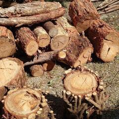 薪広場作りで一時停止中 薪か、薪の原料 (丸太、伐採木、間伐材、...