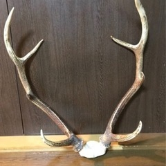 エゾシカ　角 19本 エゾシカ 角 19本