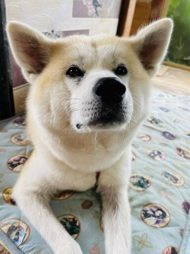 秋田犬女の子里親募集 停止中 みーこ 長浜の犬の里親募集 ジモティー