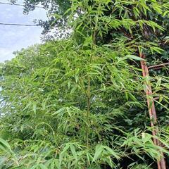 竹お盆などにも使えます。けやき　ビワ苗